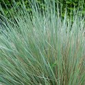 Helictotrichon sempervirens
